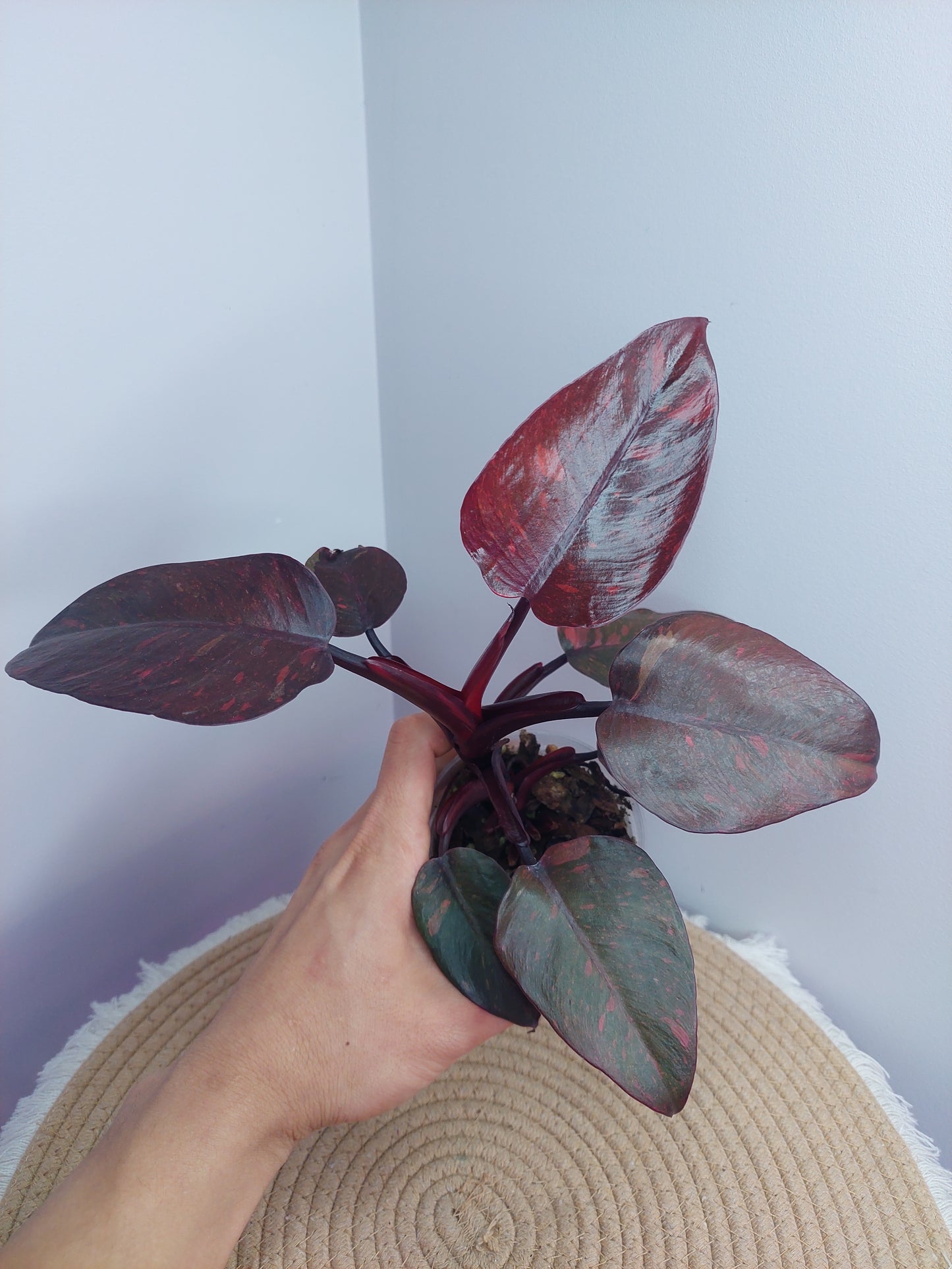 Philodendron Orange Princess Variegated @1