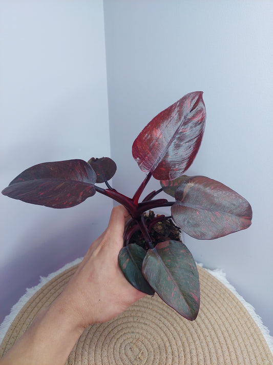 Philodendron Orange Princess Variegated @1