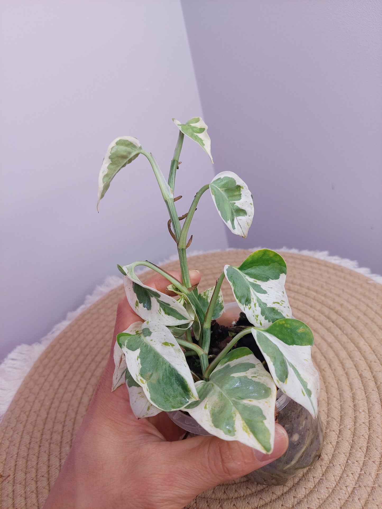 N’joy Pothos 1