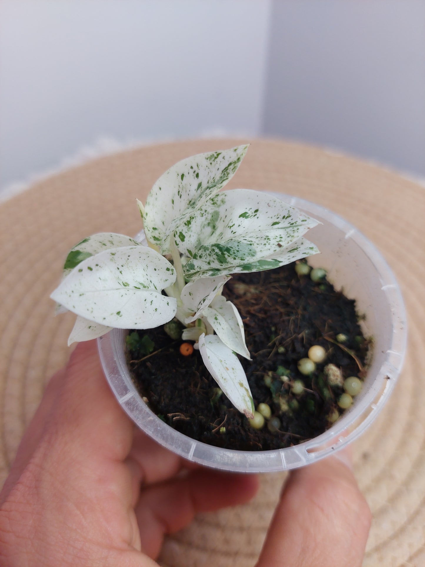 Epipremnum Pinnatum Marble 1