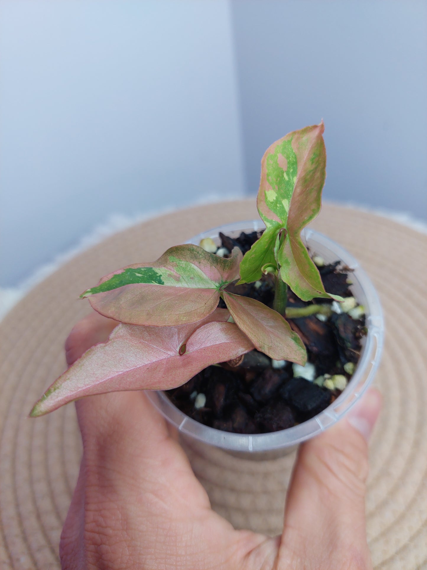 Syngonium Red Spot Tricolour 1