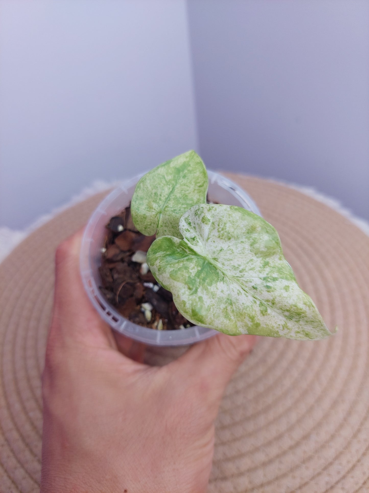 Alocasia Odora Batik Variegated 1