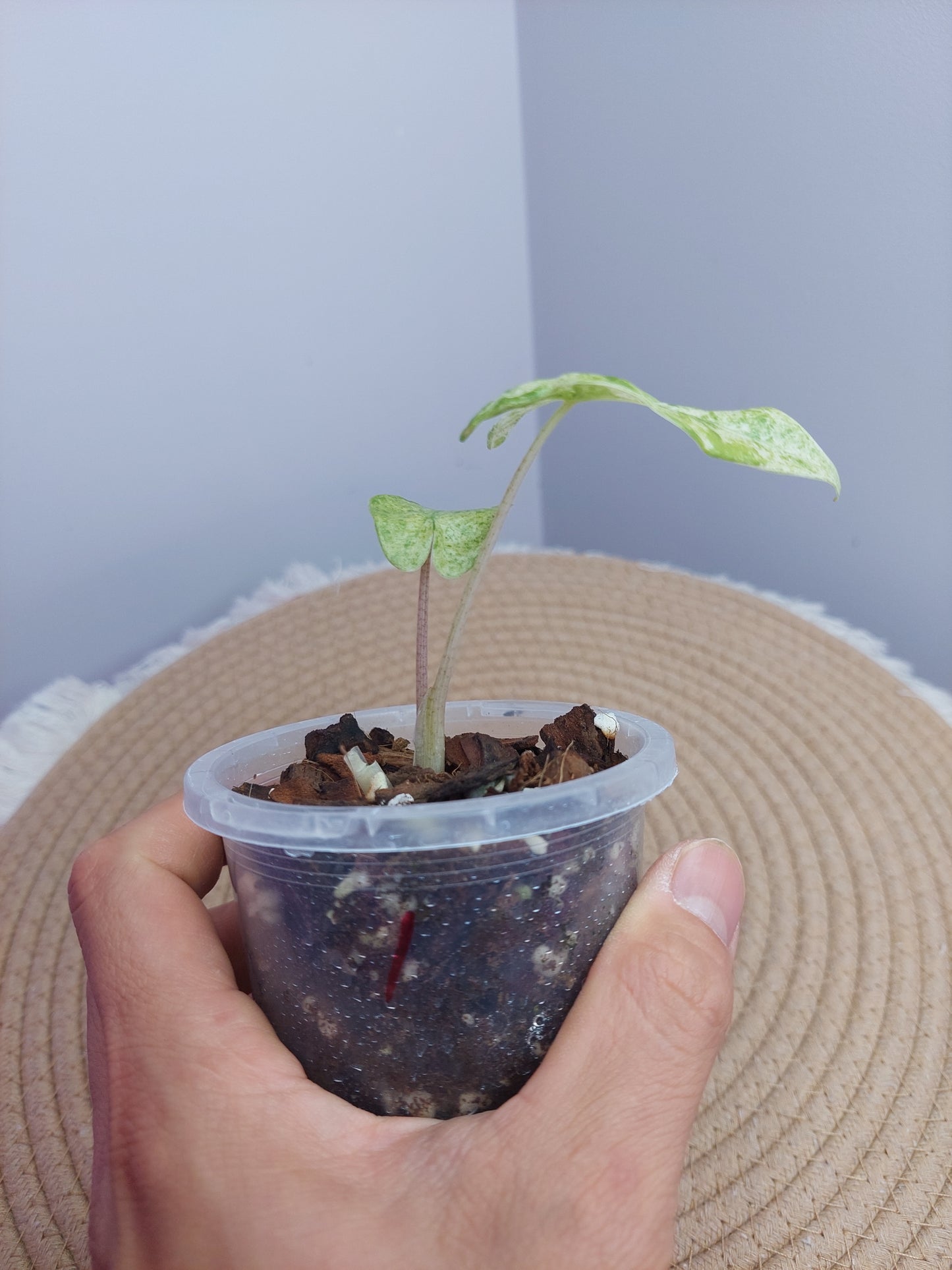 Alocasia Odora Batik Variegated 1