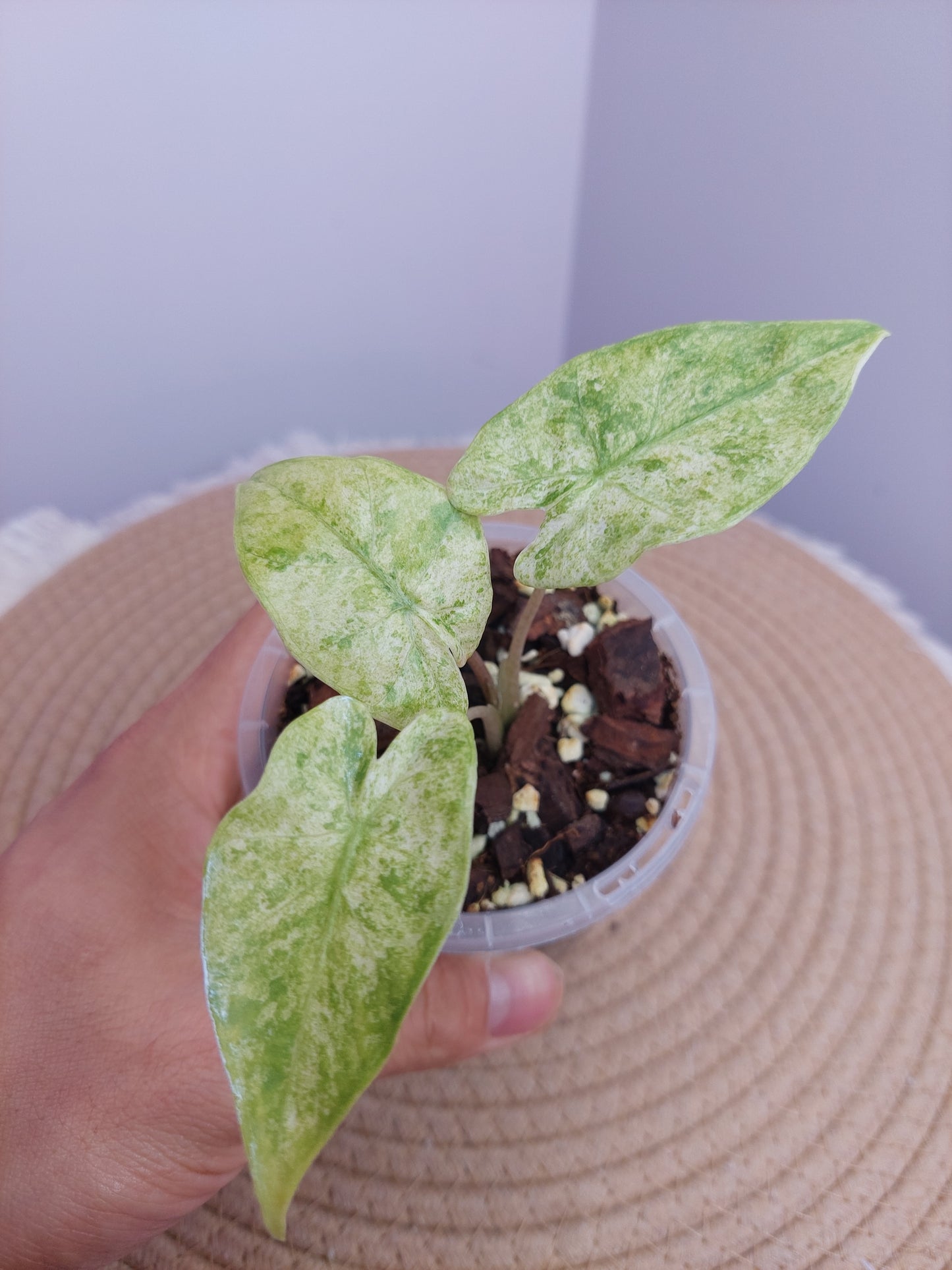 Alocasia Odora Batik Variegated 2