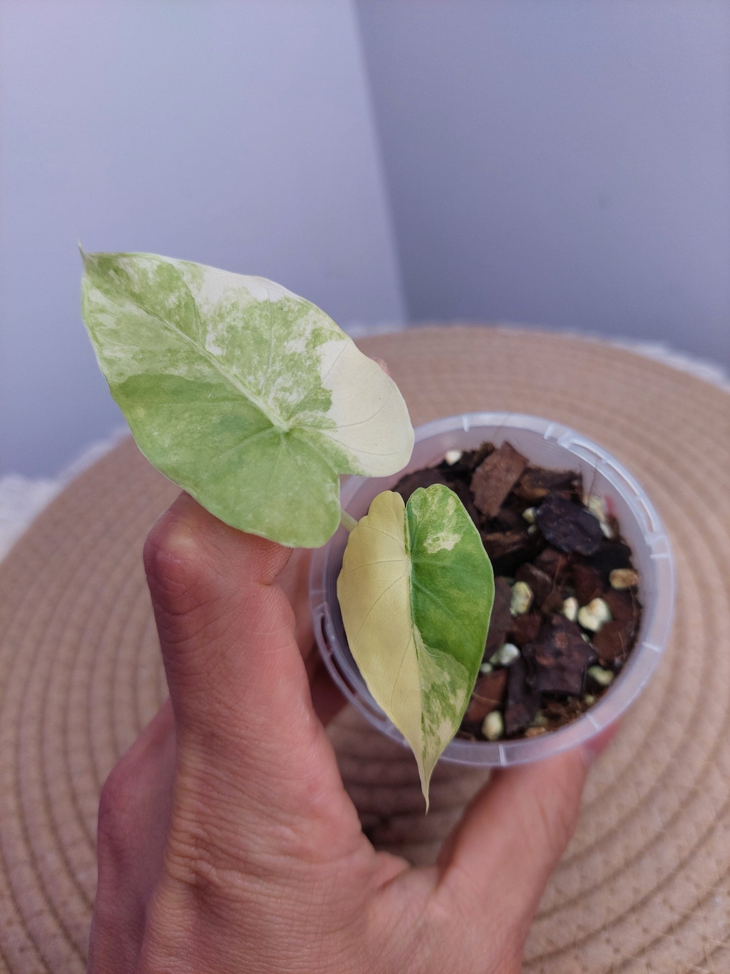 Alocasia Gageana Aurea Variegated 1