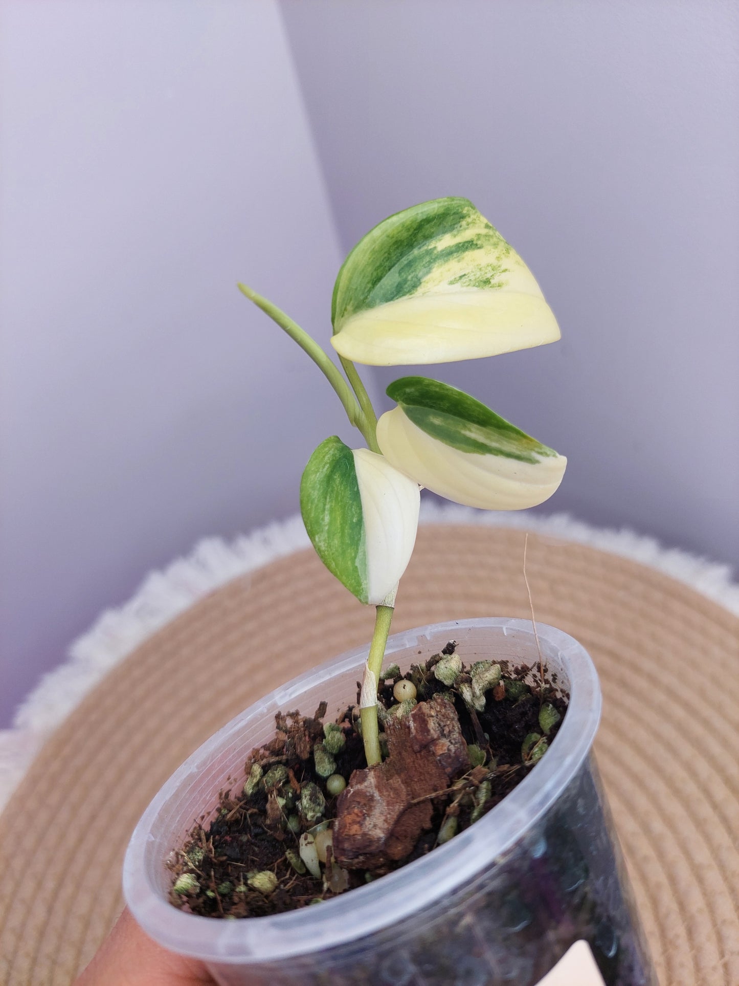 Scindapsus Blue Aurea 1