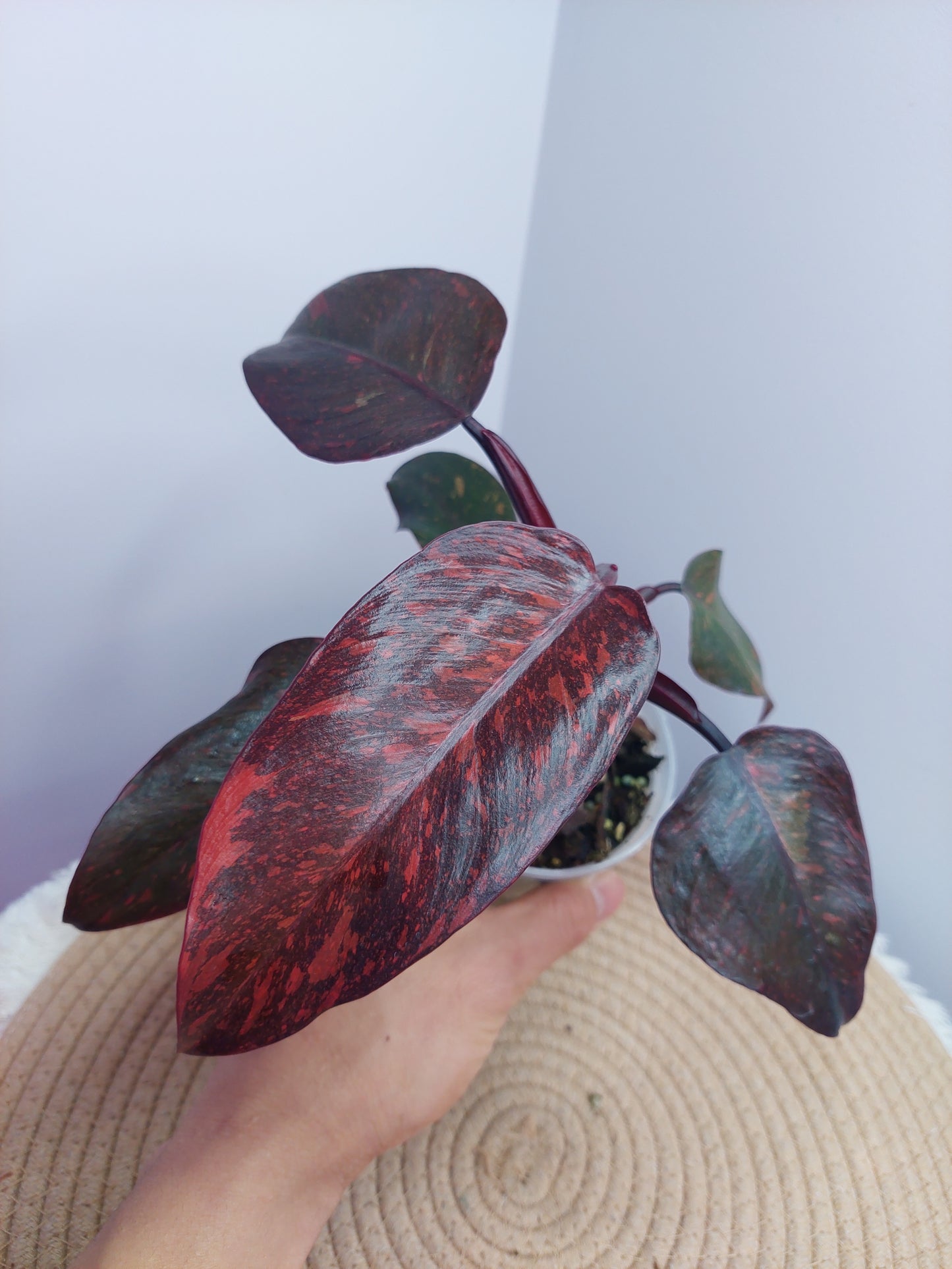 Philodendron Orange Princess Variegated 1