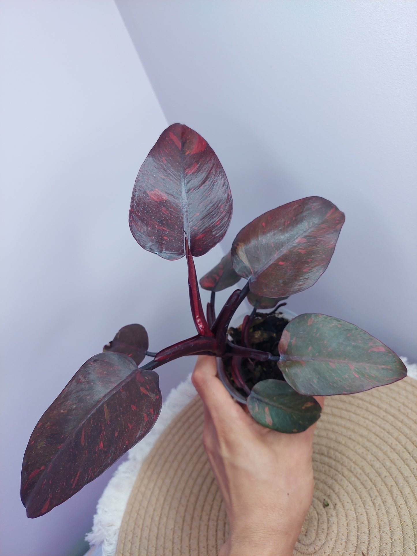 Philodendron Orange Princess Variegated 2