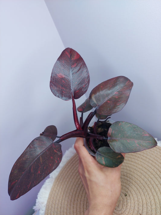 Philodendron Orange Princess Variegated 2