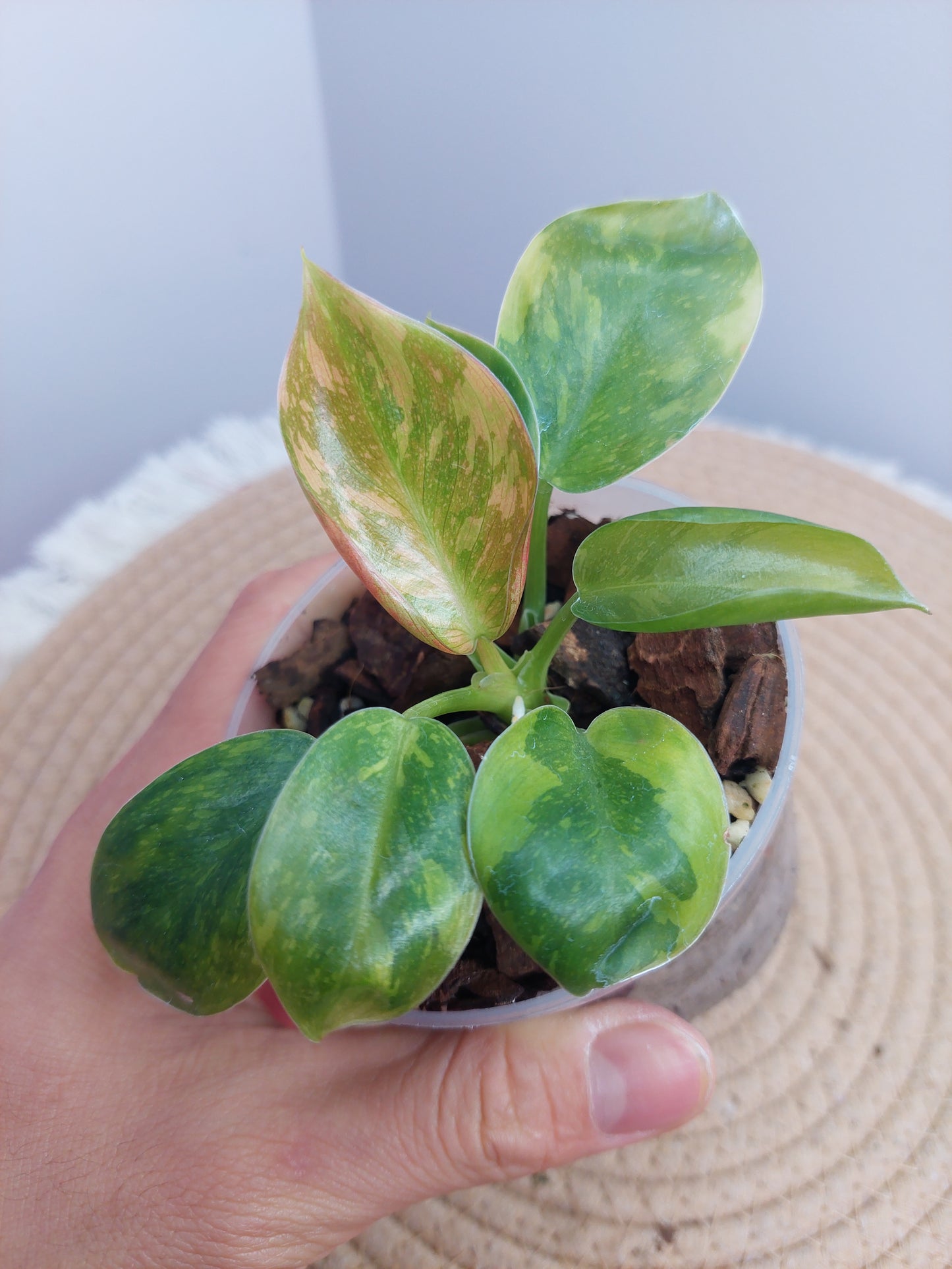 Philodendron Green Congo(Nuclear Congo) variegated 1