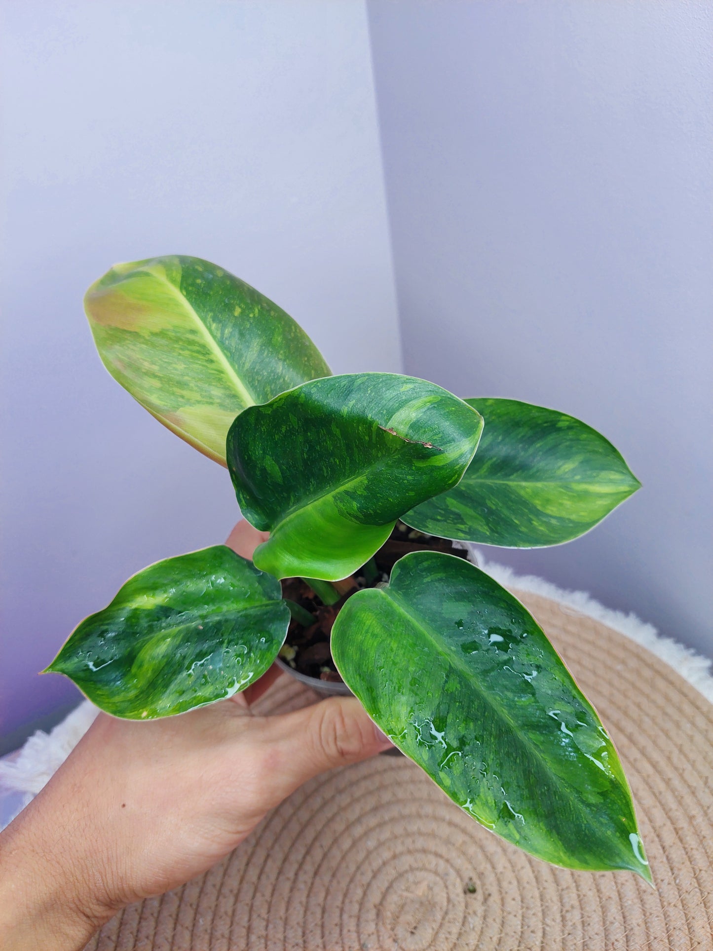 Philodendron Green Congo(Nuclear Congo) variegated 2