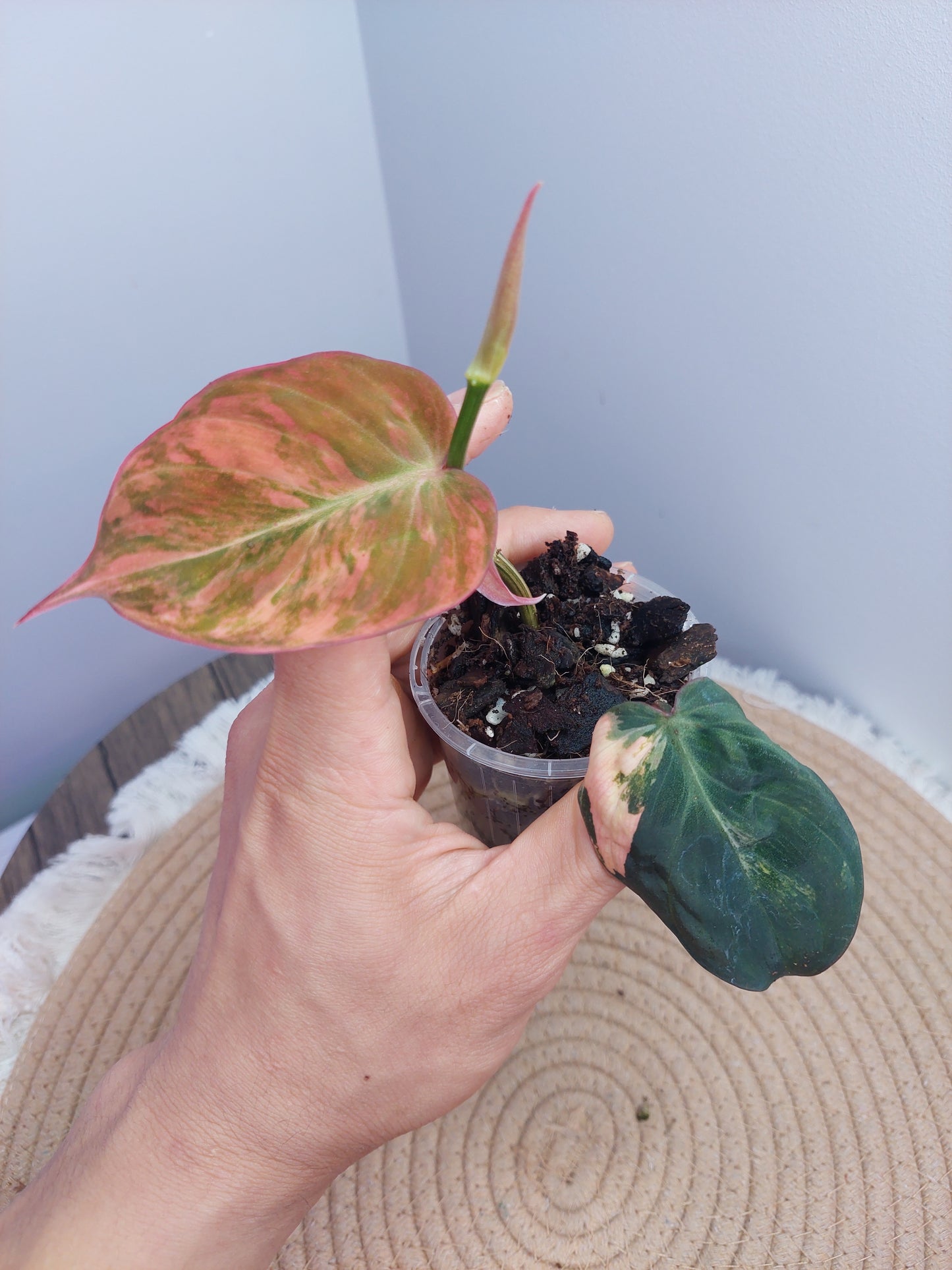 Philodendron Mican Variegated 1