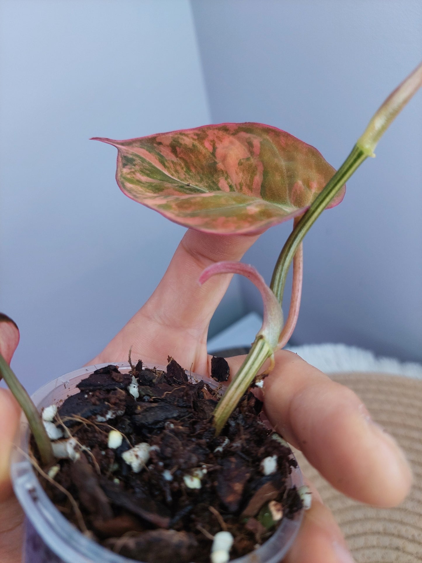 Philodendron Mican Variegated 1
