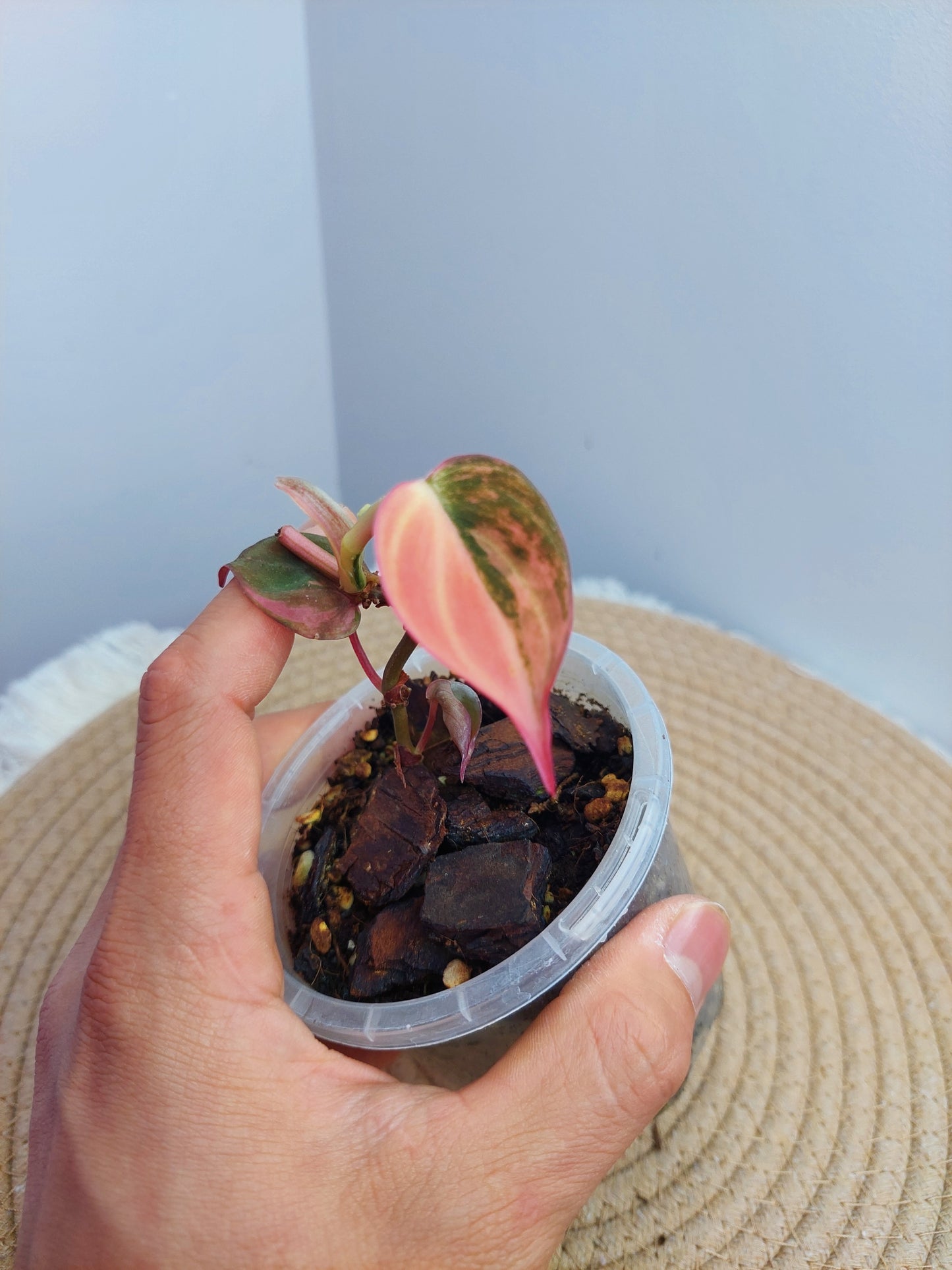 Philodendron Mican Variegated 2