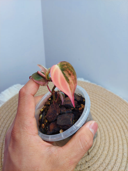 Philodendron Mican Variegated 2