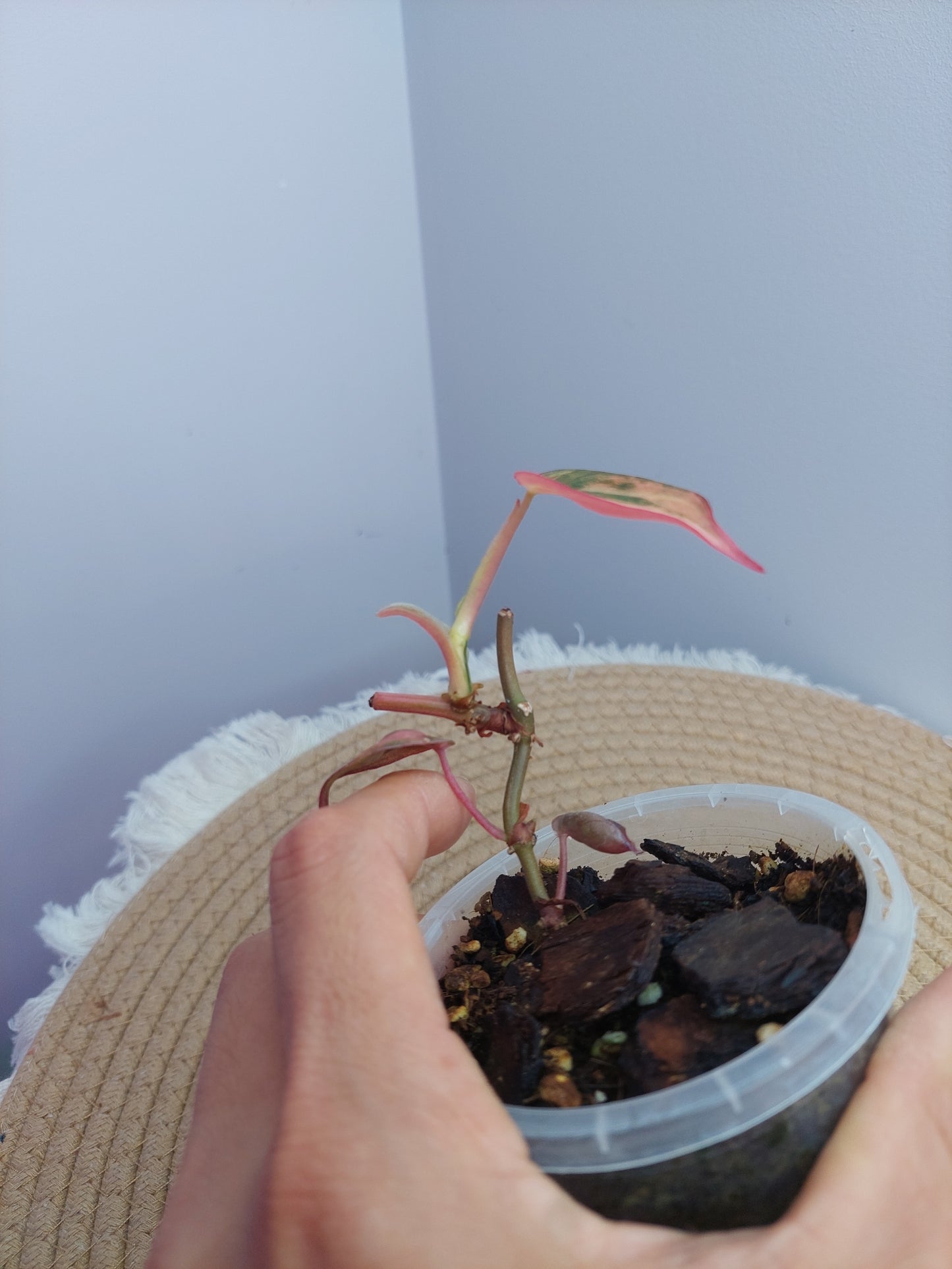 Philodendron Mican Variegated 2