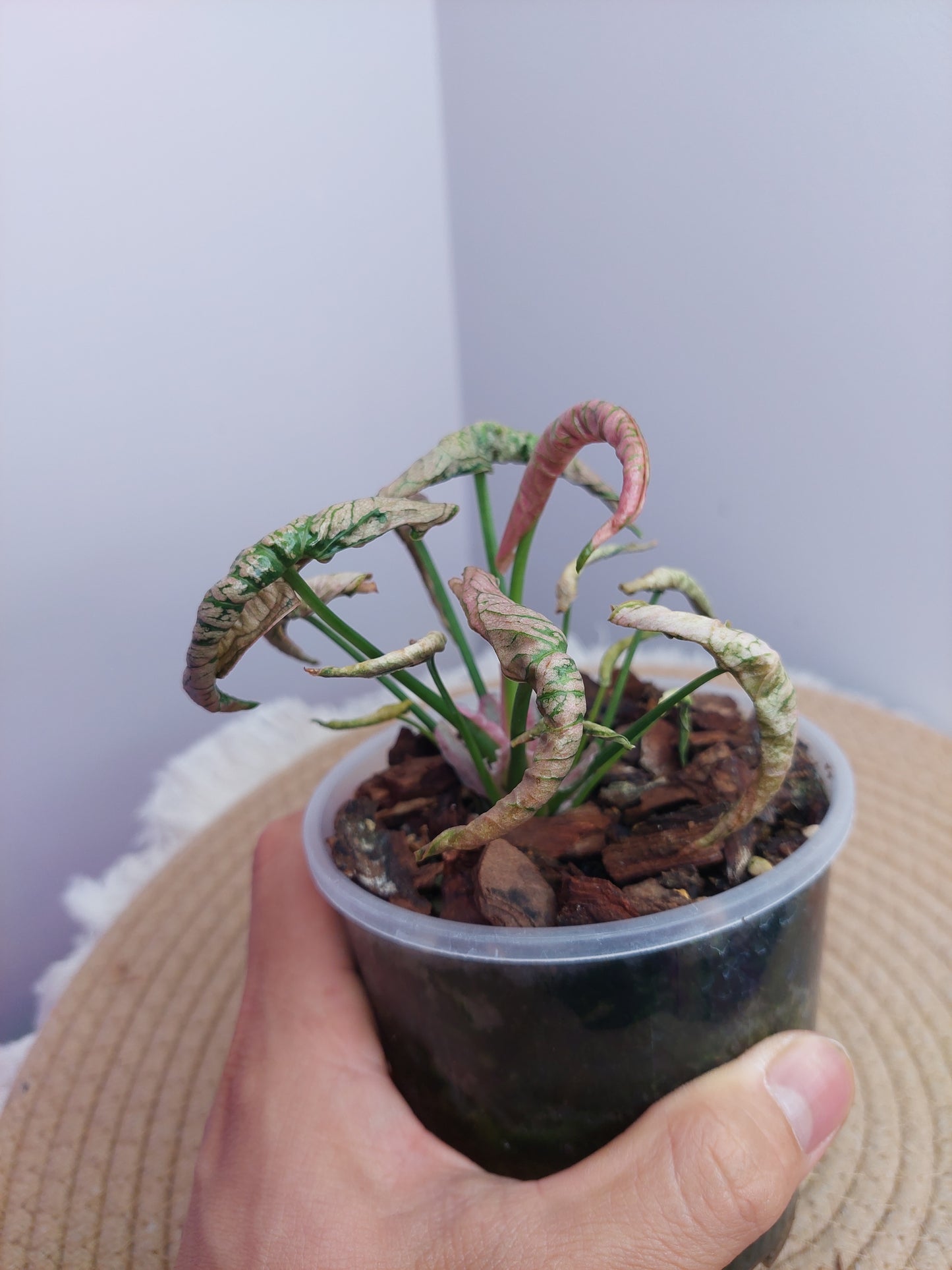 Syngonium Pink Rolli 1
