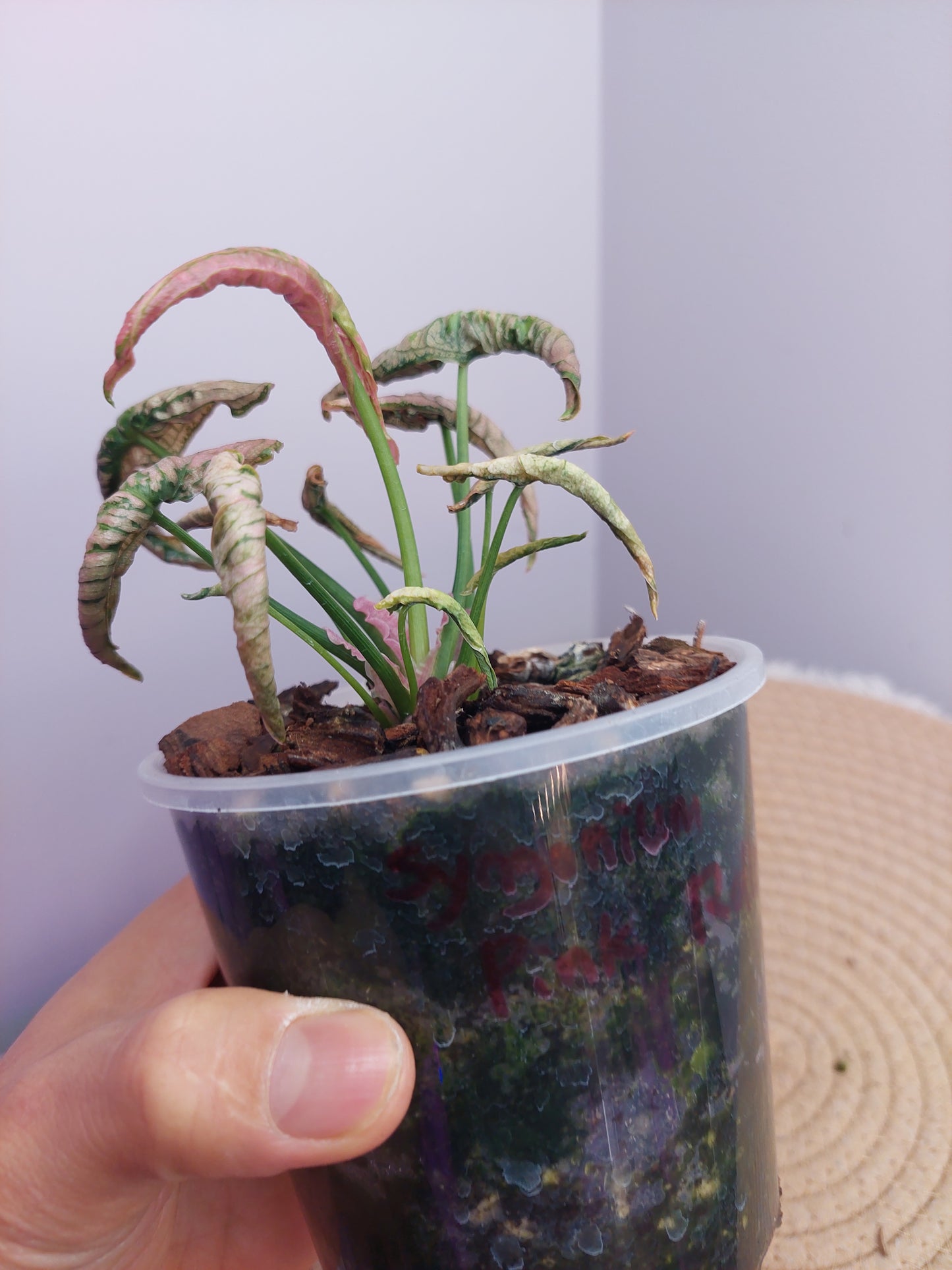 Syngonium Pink Rolli 1