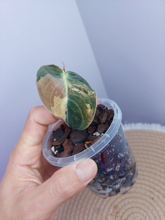 Philodendron Melanochrysum Variegated 1