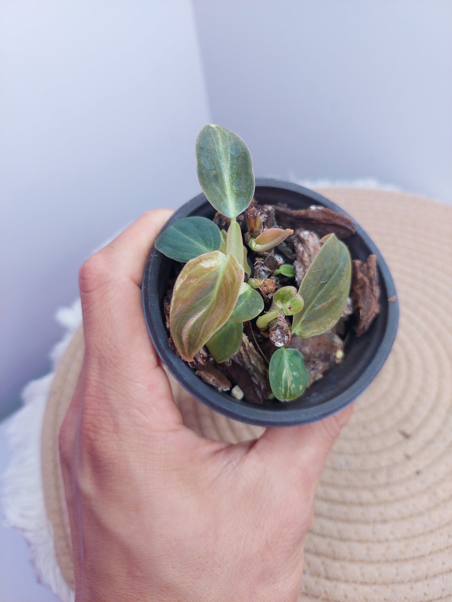 Philodendron Melanochrysum Variegated 3