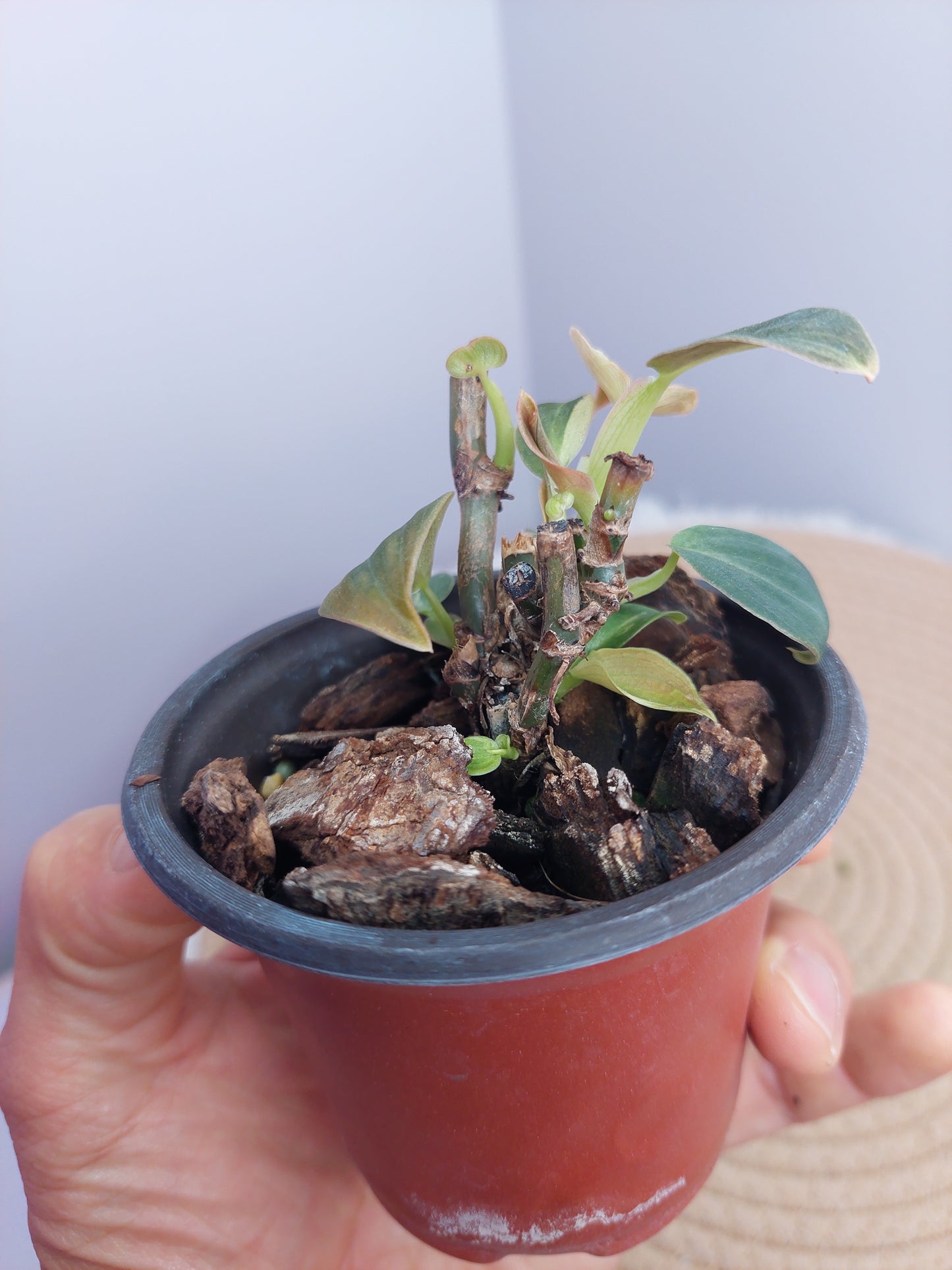 Philodendron Melanochrysum Variegated 3
