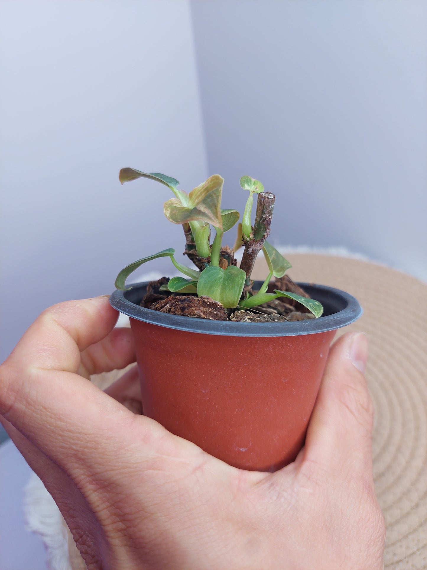 Philodendron Melanochrysum Variegated 3