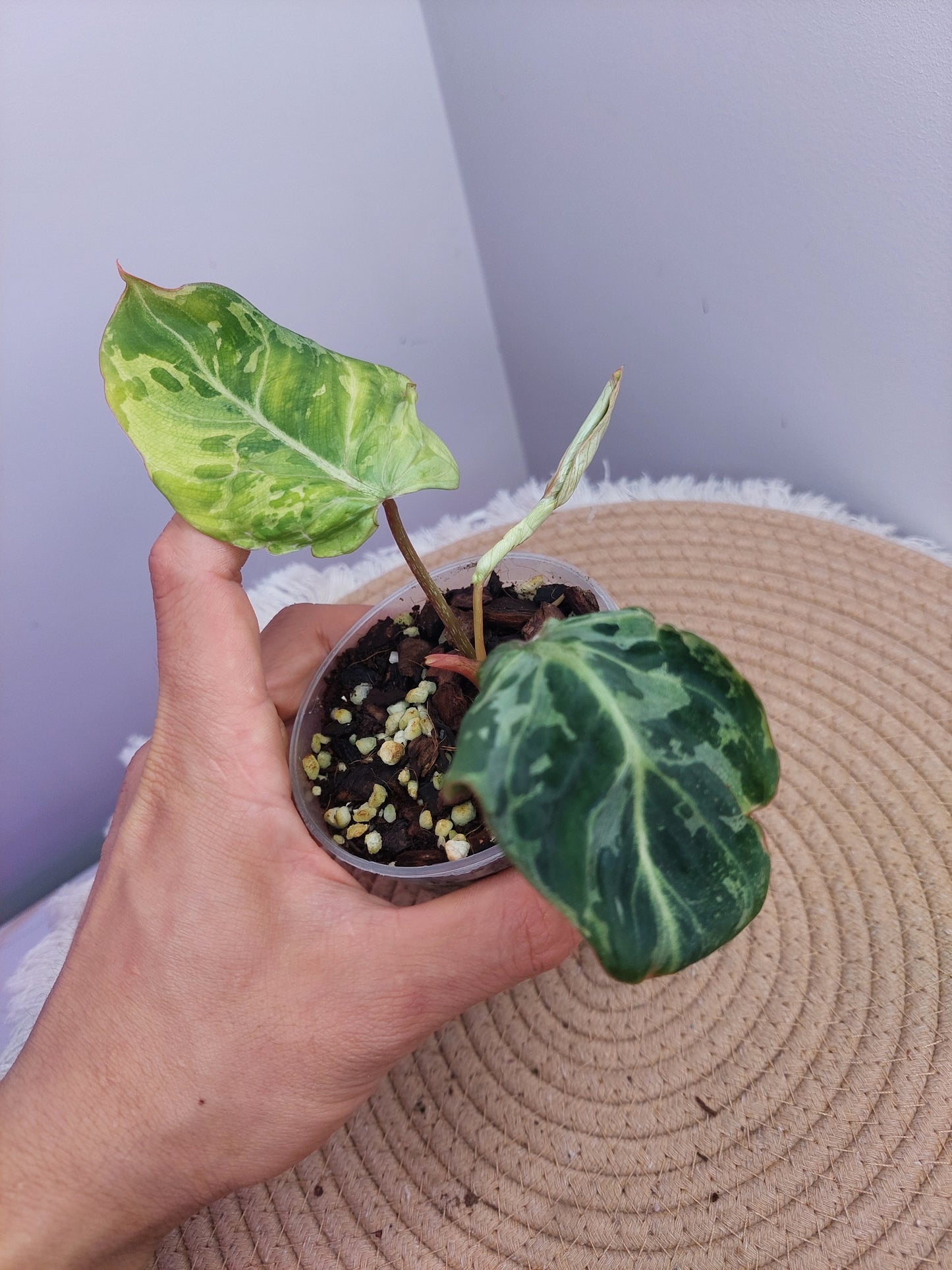 Philodendron Gloriosum Snow Leopard Variegated 1