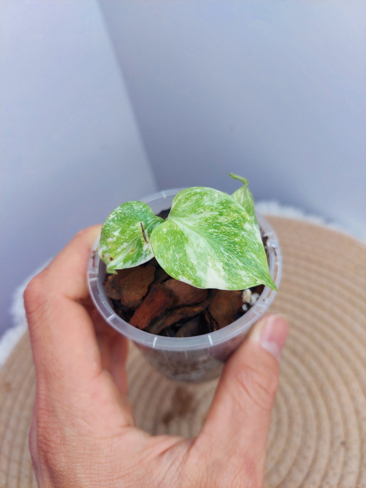 Monstera Cream Cheese 1