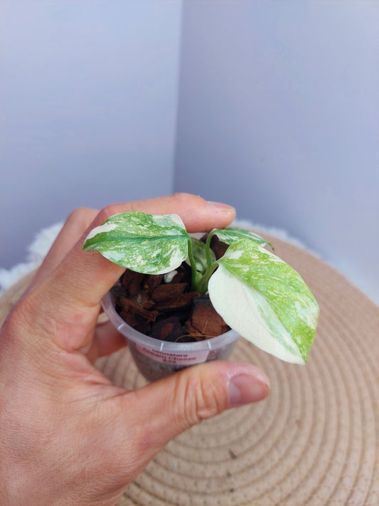 Monstera Cream Cheese 2