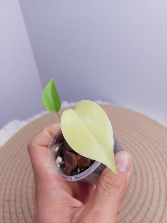 Monstera Lemon Lime 1