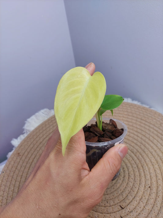 Monstera Lemon Lime 2