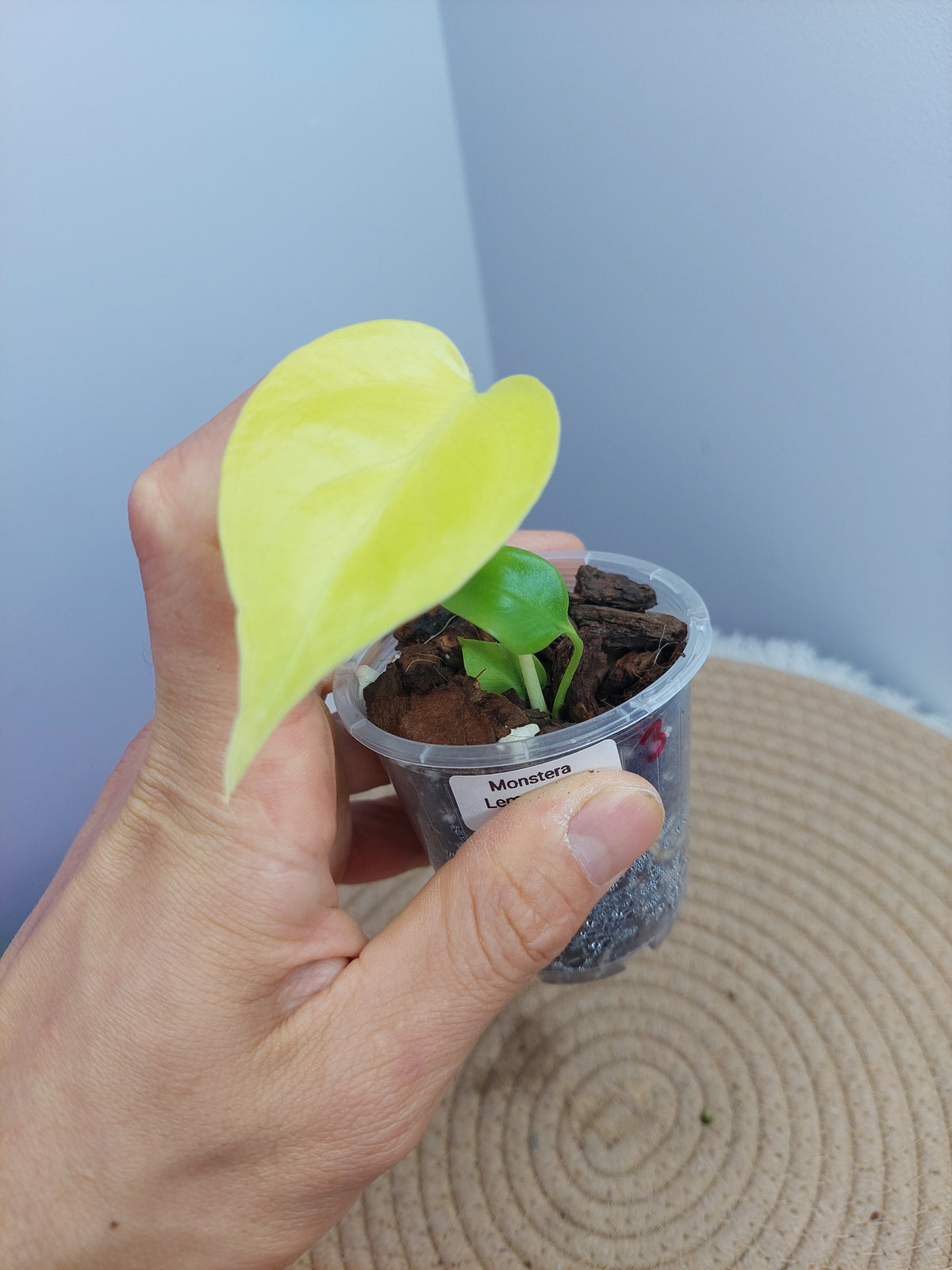 Monstera Lemon Lime 3