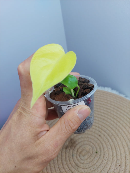 Monstera Lemon Lime 3