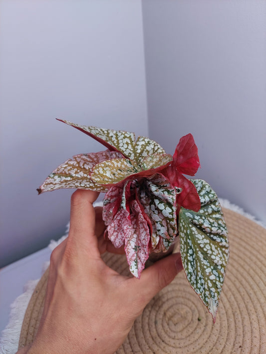 Begonia Snow Capped Variegated 1