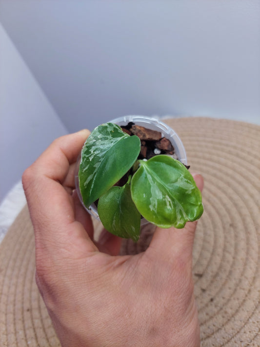 Monstera Bulbasaur 1