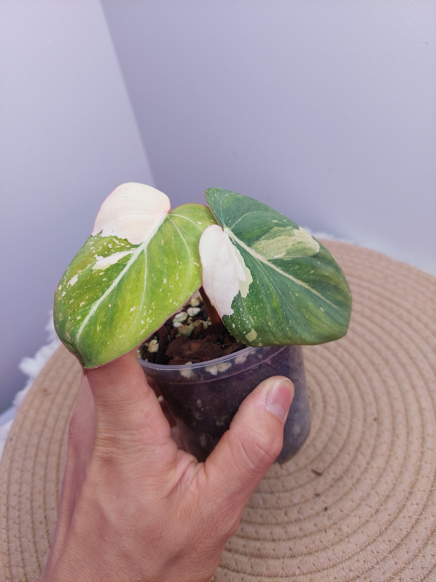 Philodendron Gloriosum Variegated 1