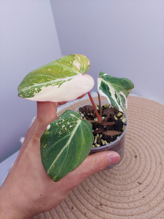 Philodendron Gloriosum Variegated 2