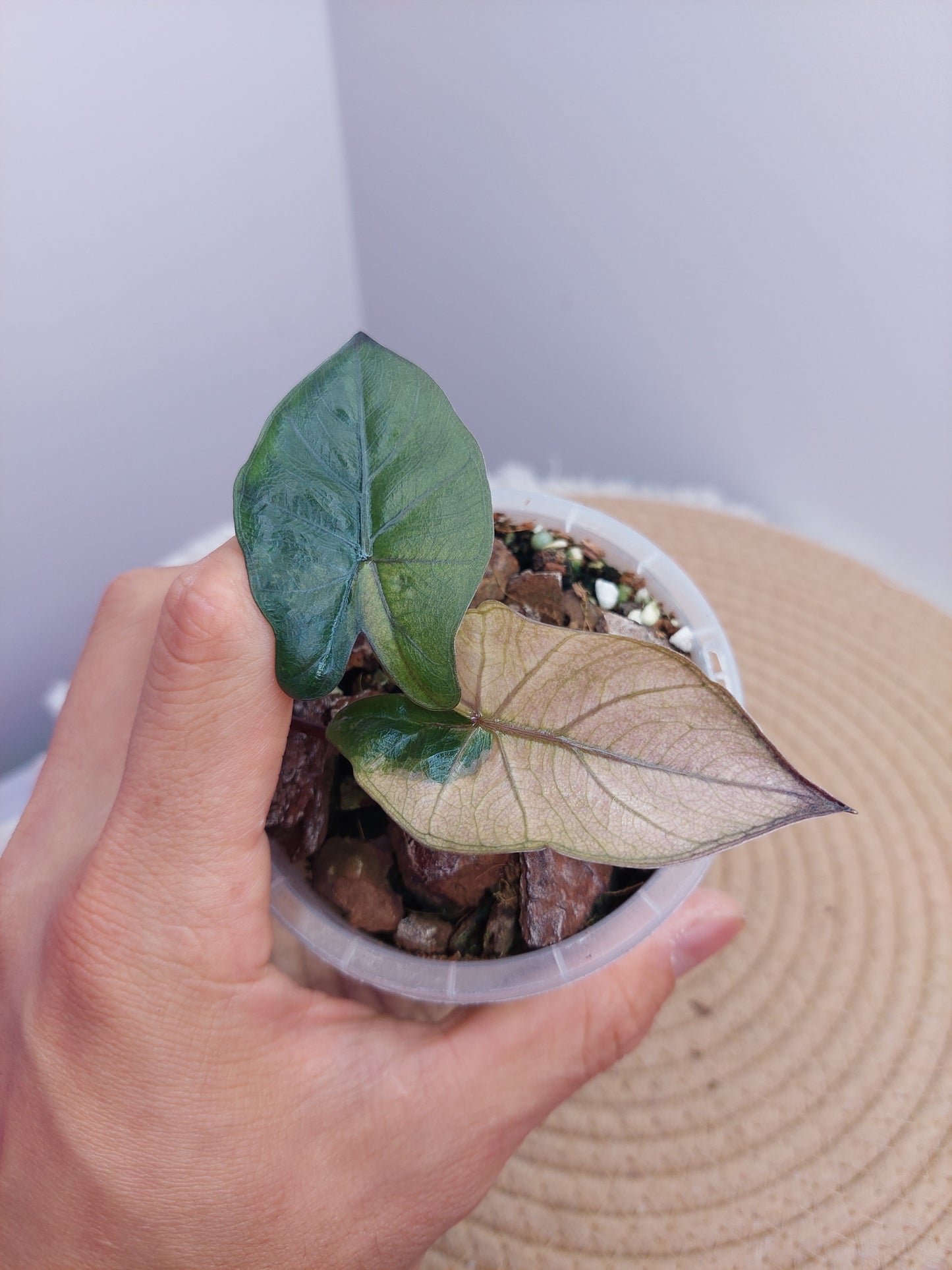 Alocasia Yucatan Princess Variegated 1