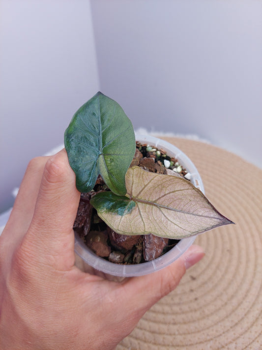 Alocasia Yucatan Princess Variegated 1