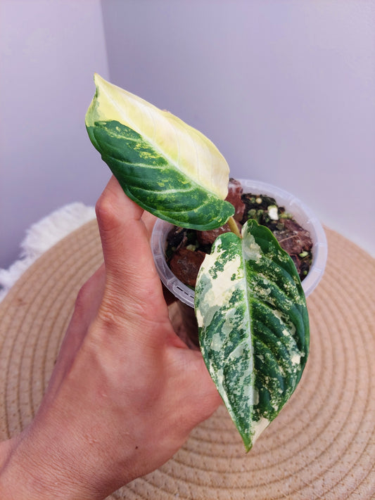 Xanthosoma Lindenii Variegated 1