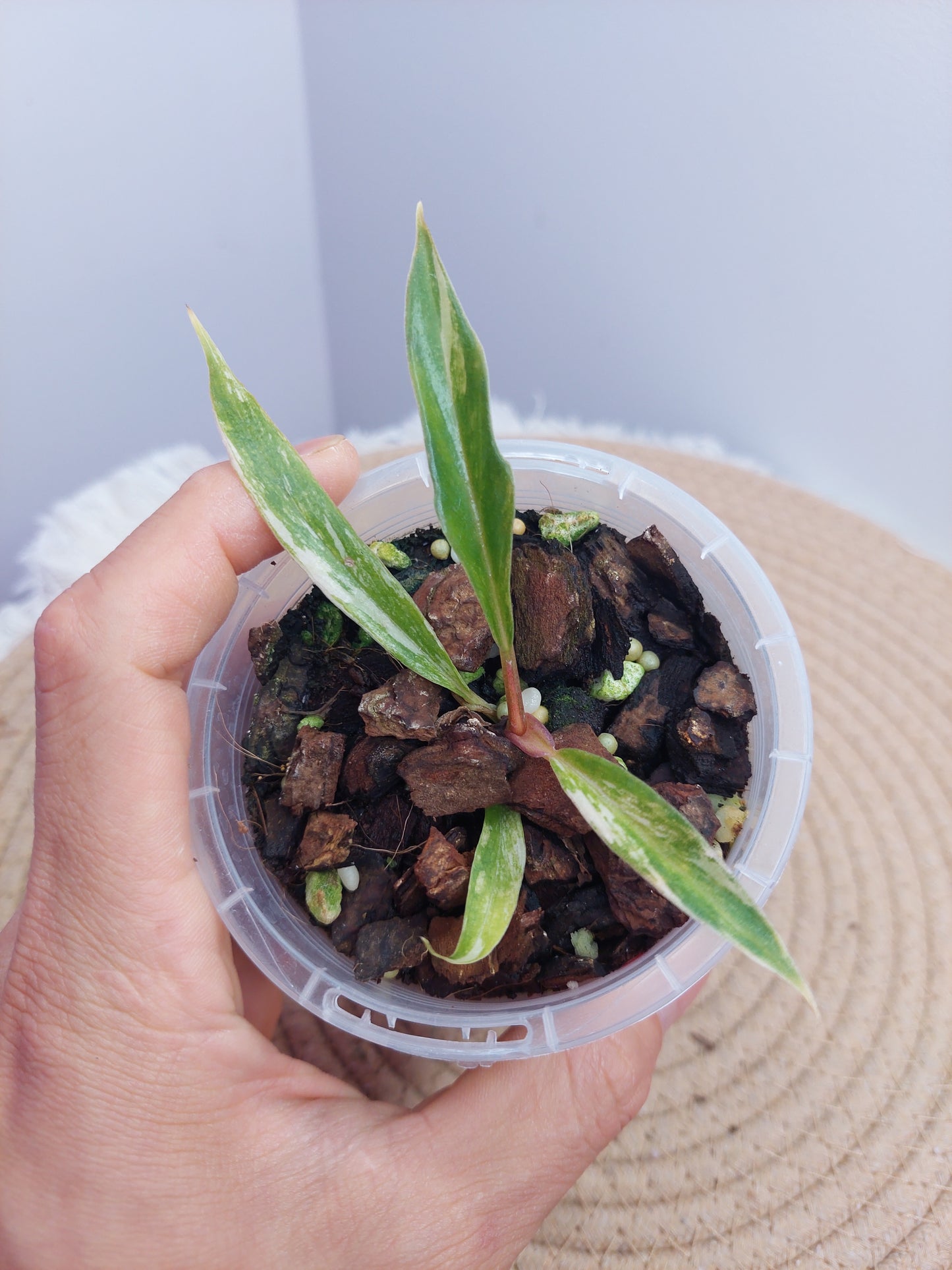 Philodendron Tortum Variegated 2