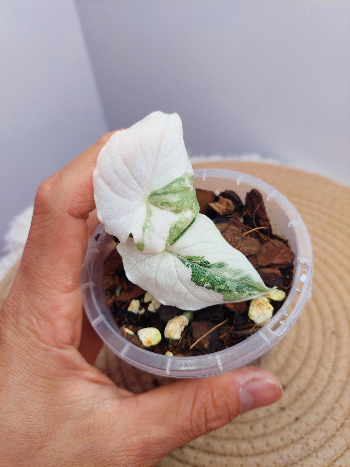 Alocasia Melo Variegated 1