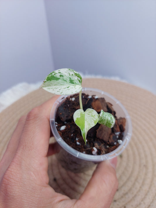 (NEW) Monstera Star Dust 1