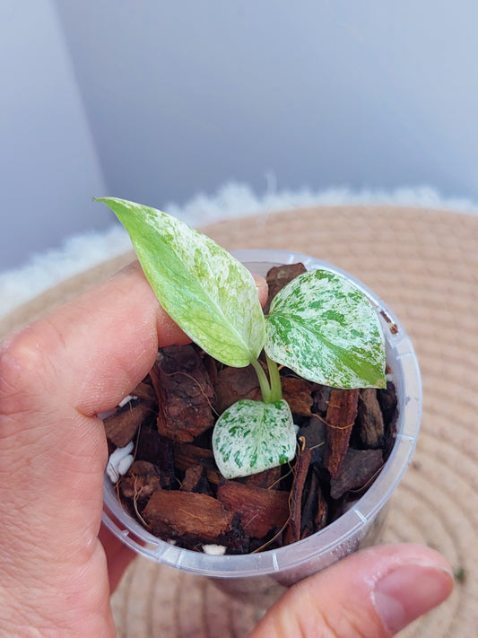 (NEW) Monstera Star Dust 2