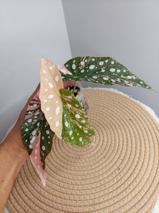Begonia Maculata Pink Variegated -1