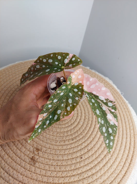 Begonia Maculata Pink Variegated -2