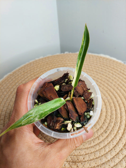Philodendron Florida Beauty × Tortum Variegated - 1
