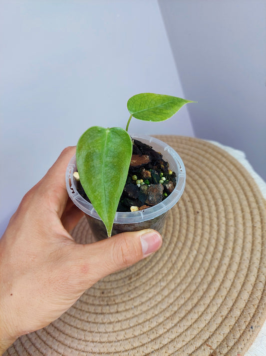 Anthurium Veitchii -1