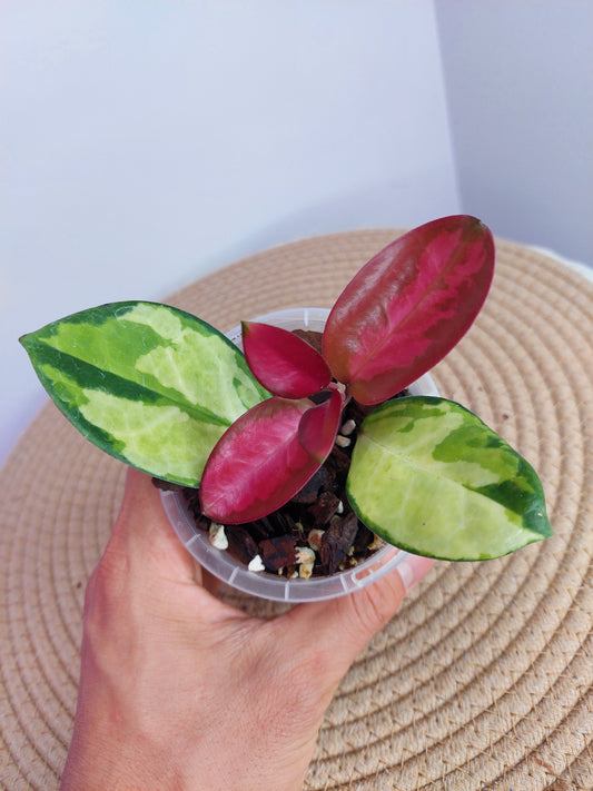 Hoya Australis Lisa -1