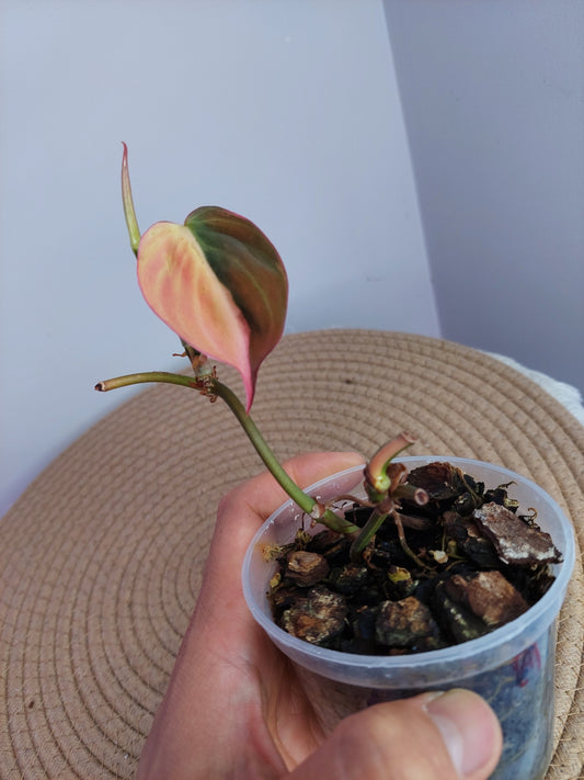Philodendron Mican Variegated -2